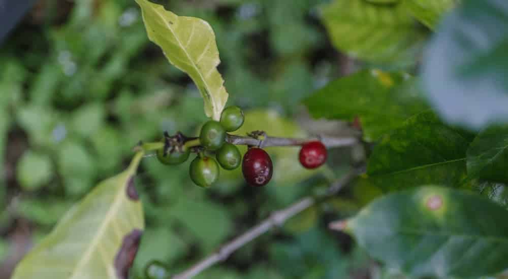 Permakultur im Kaffeeanbau - Kaffeekirsche aus Sri Lanka