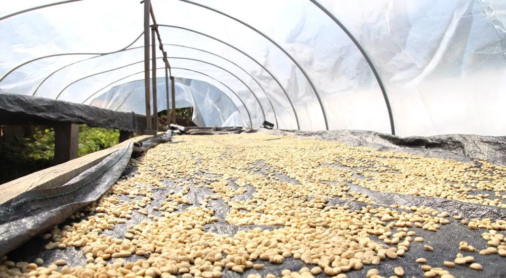 Kaffeebohnen - Trockenbett