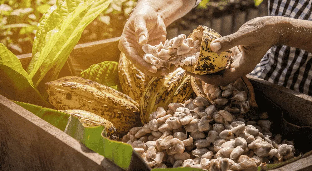 Weiße Schokolade - Kakaobohne