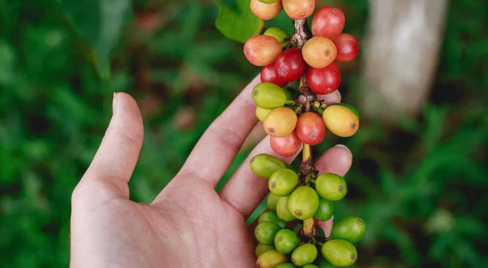 Kaffeepflanze - Kaffeekirschen