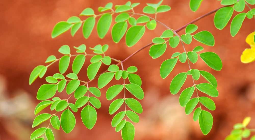 Superfoods - Moringa