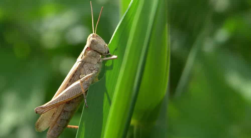 Insekten essen - Grashüpfer