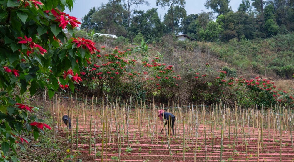 Thailand Kaffee - Chiang Mai - Alternative Landwirtschaft