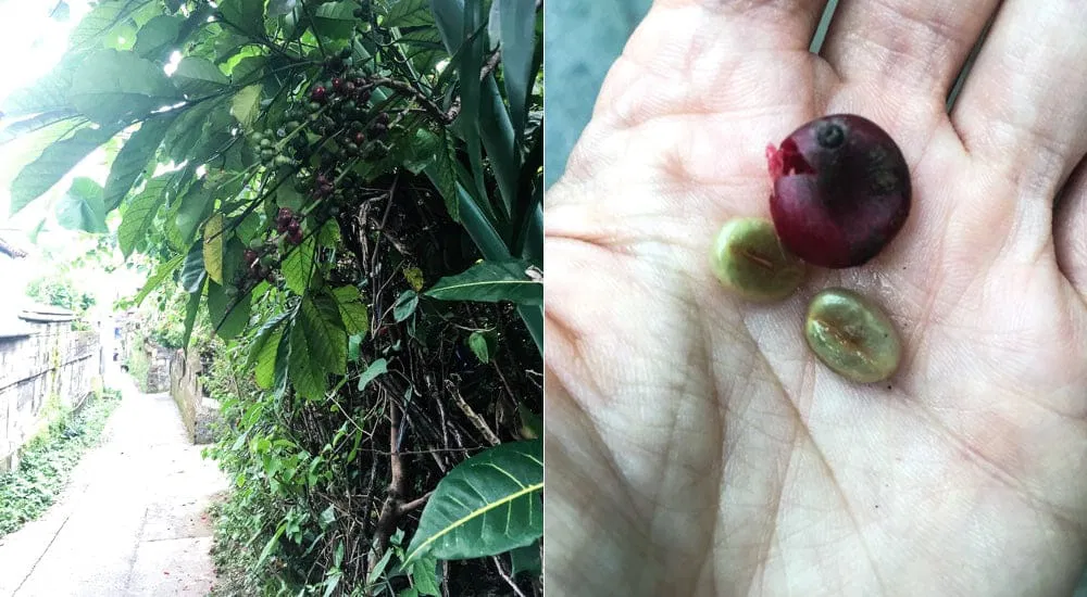 Wilder Robusta auf Bali