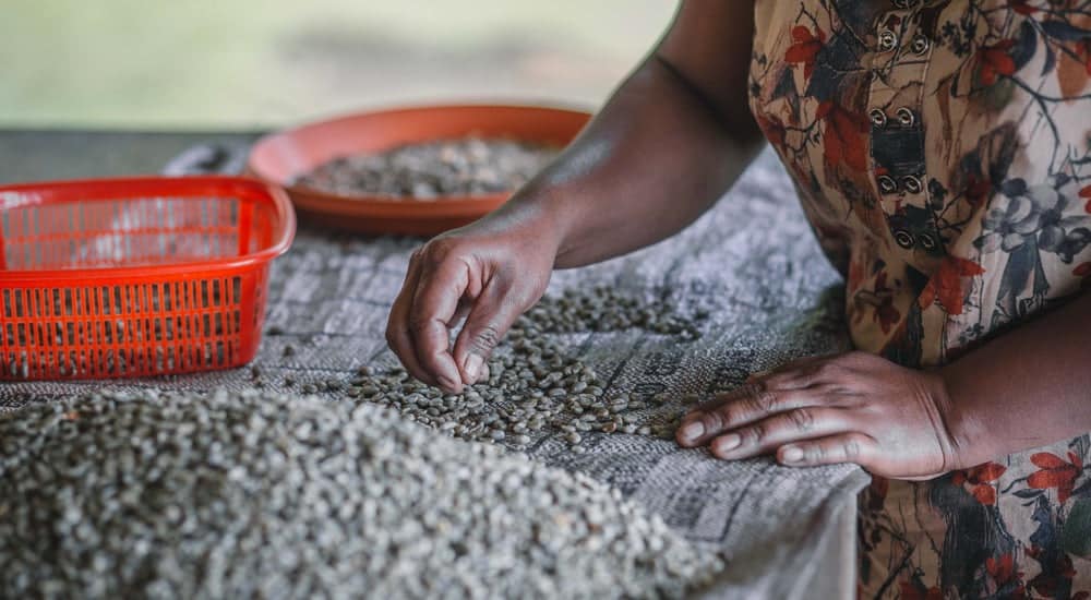 Permakultur - Kaffeebohnen in Sri Lanka
