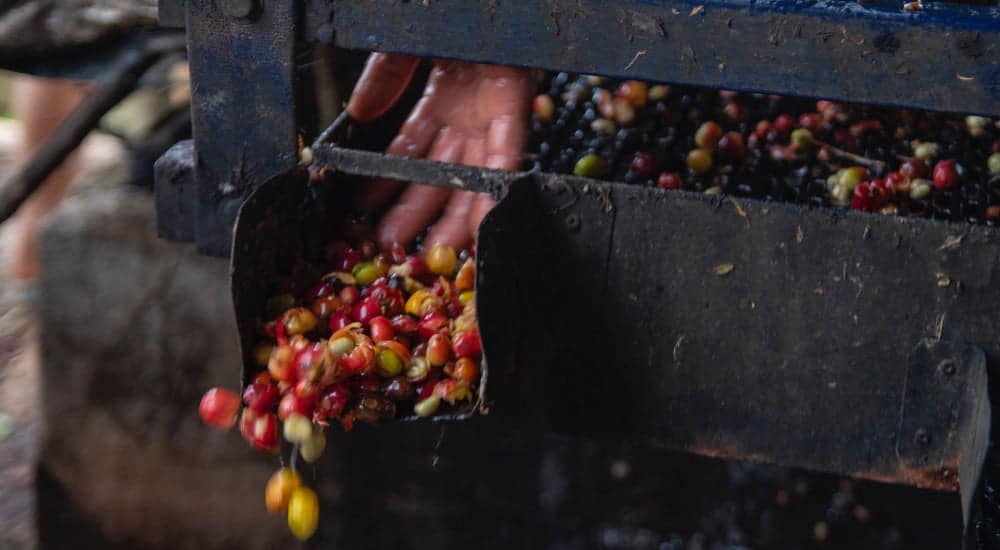 Washed Coffee - Kaffeebohnen in der Wet Mill