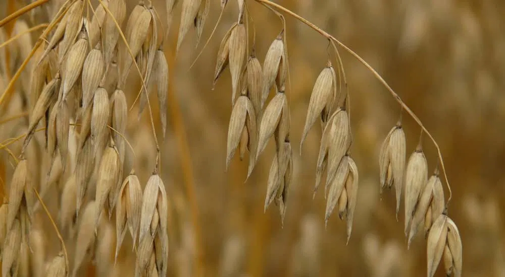 Milchersatz - Hafermilch - Anbau