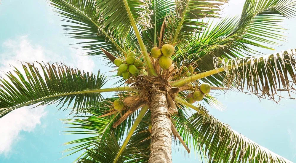 Milchersatz - Kokosmilch - Kokosdrink