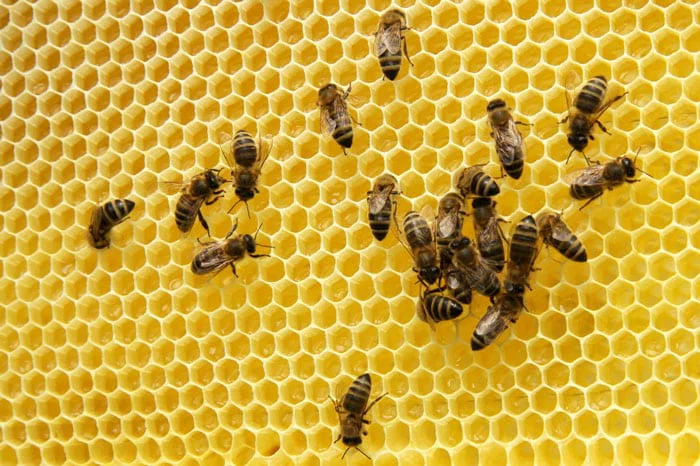 Bienen
