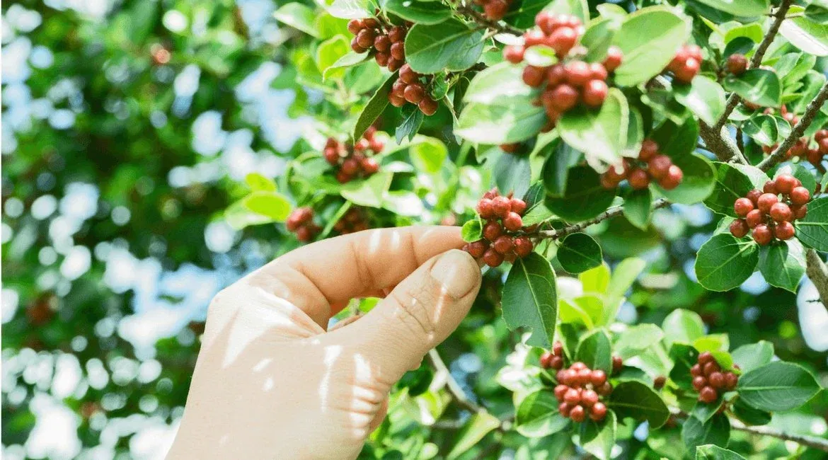 Australiens Skybury Kaffee ist Qualität statt Quantität