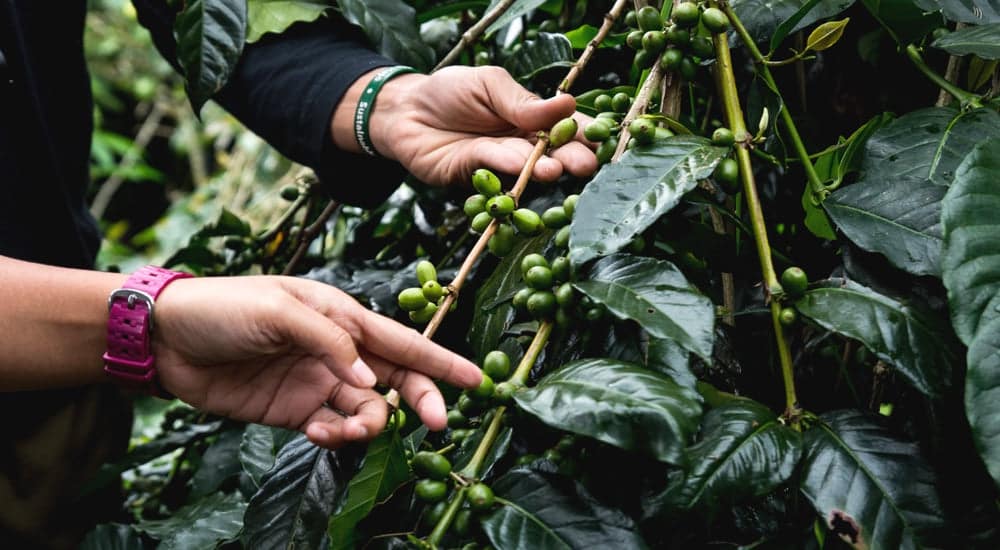 Specialty Coffee Association