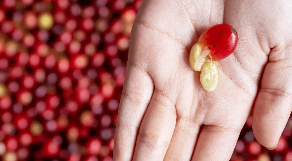 Kaffeeaufbereitung - Grüne Bohnen