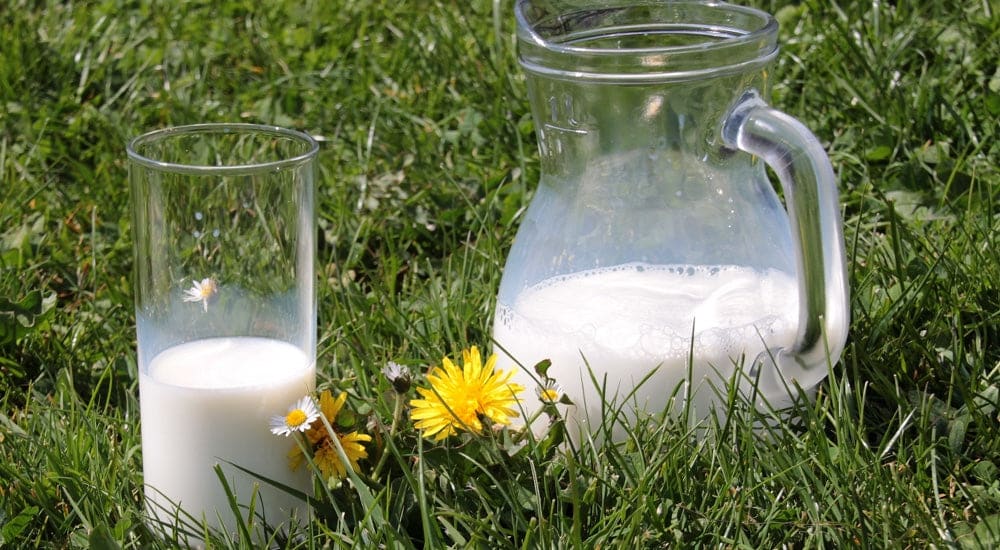 Milch gesund - Kuhmilch