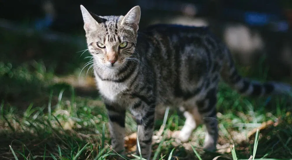 Kaffeesatz vertreibt Katzen und Hunde