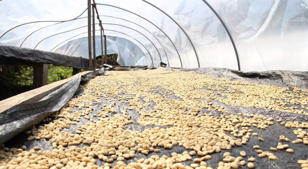 Kaffeeaufbereitung - Washed Coffee - Trockenbett