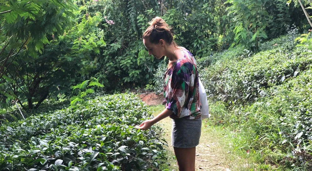 Ceylon Tee - Handunugoda Tea Estate