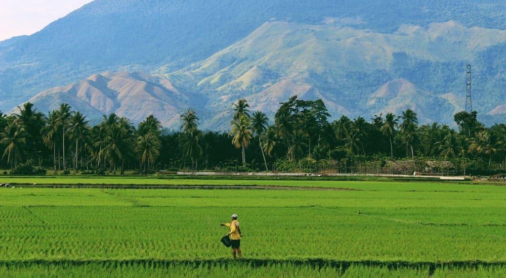 Milchersatz - vegane Milch - Reismilch