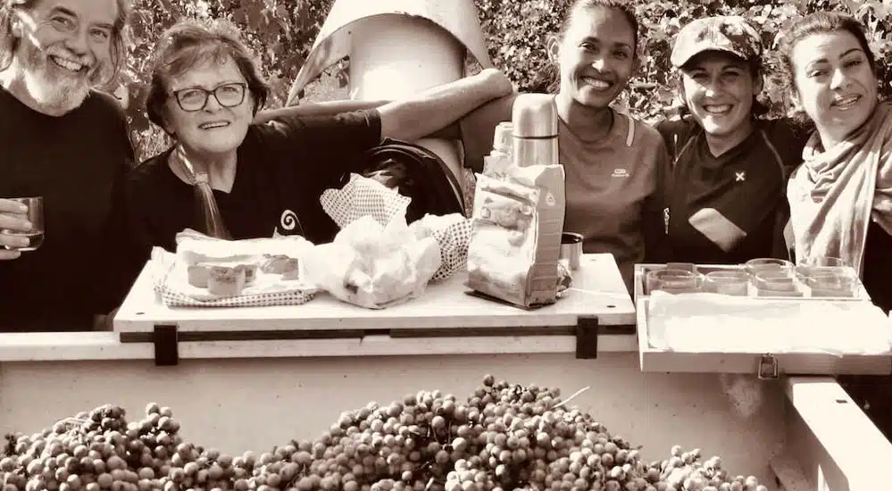 Aceto Traubenernte bei Delidia