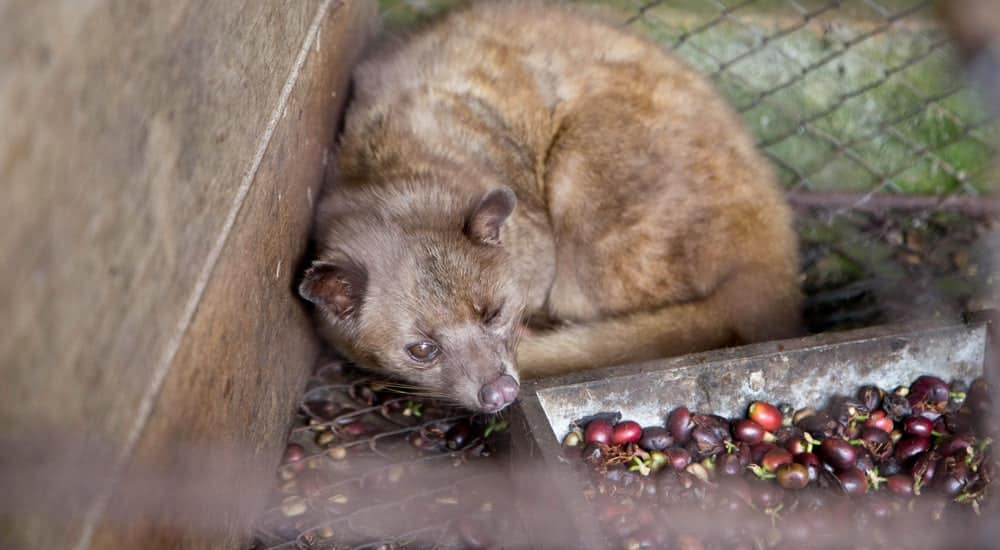 Kaffeesorten - Kopi Luwak