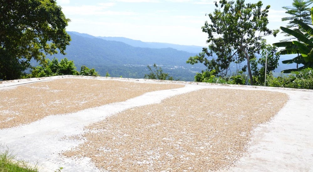 Happy Coffee Chiapas Mexiko - Trockenbett