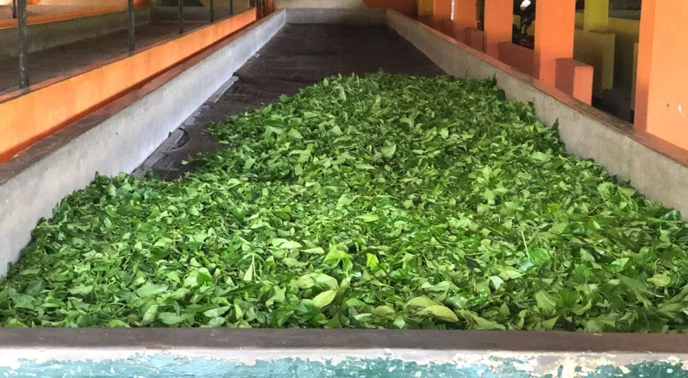 Ceylon Tee - Trockenbetten