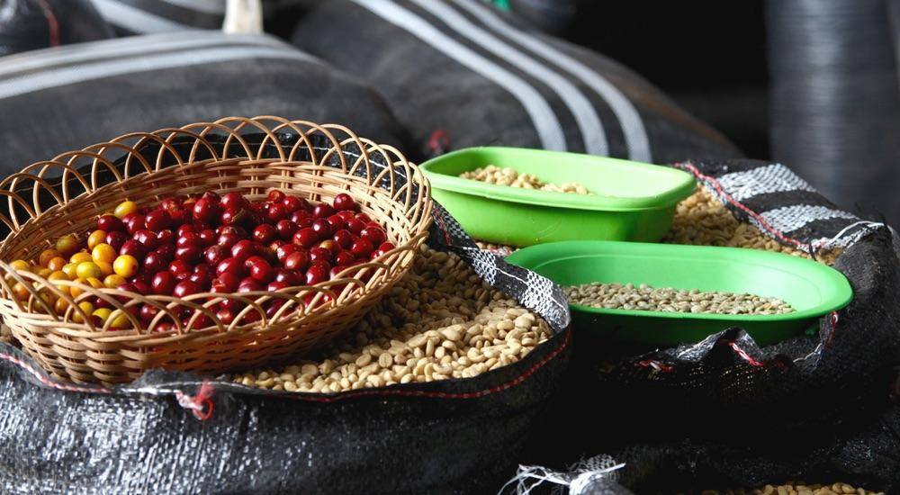 Bio Kaffee: Warum er einfach besser ist und auch so schmeckt