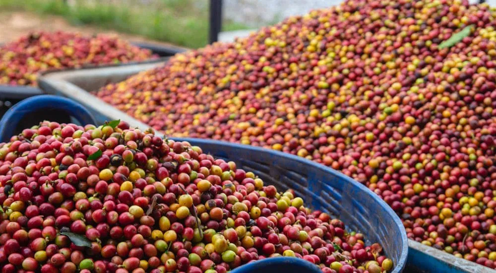 Kaffeekirschen Chiang Mai, Thailand