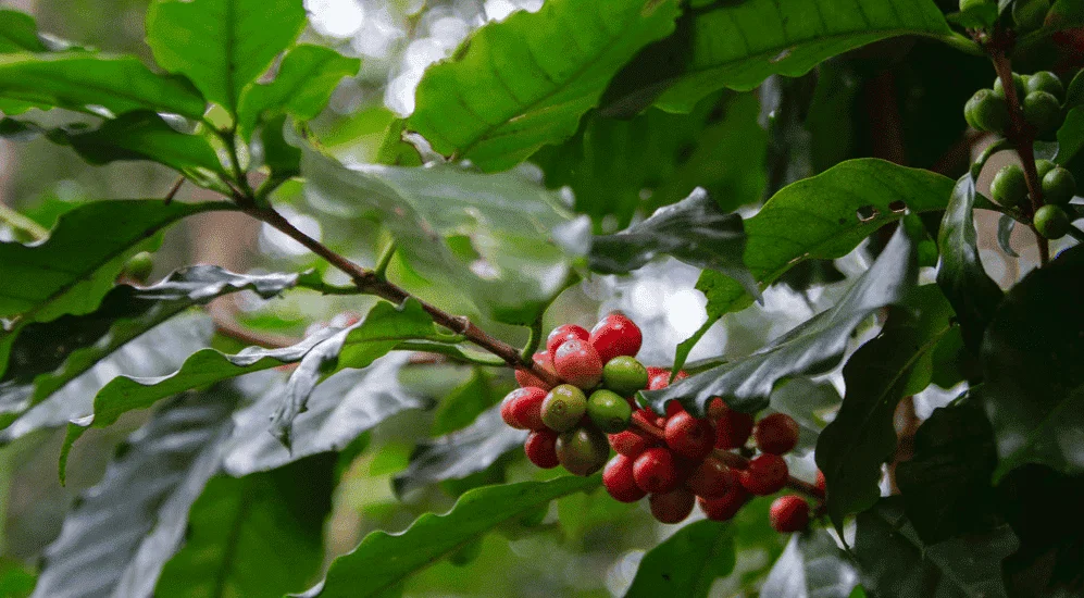 Thailand Kaffee - Kaffeekirschen in Chiang Mai