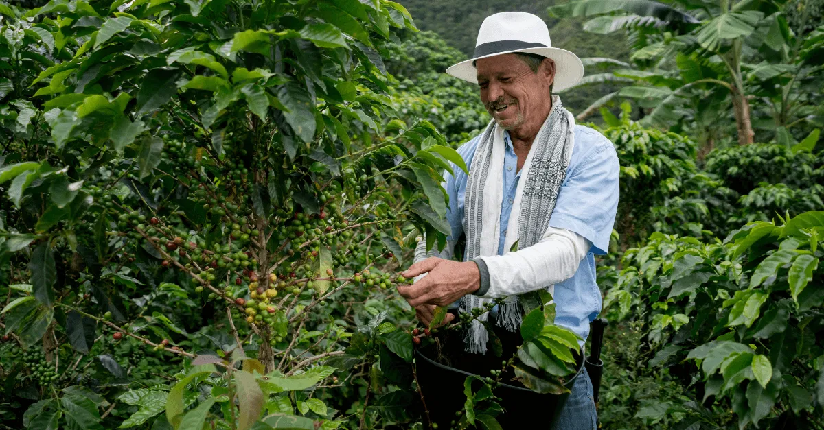 Kolumbianischer Kaffee: Entdecke den Klassiker unter den Spitzenkaffees!