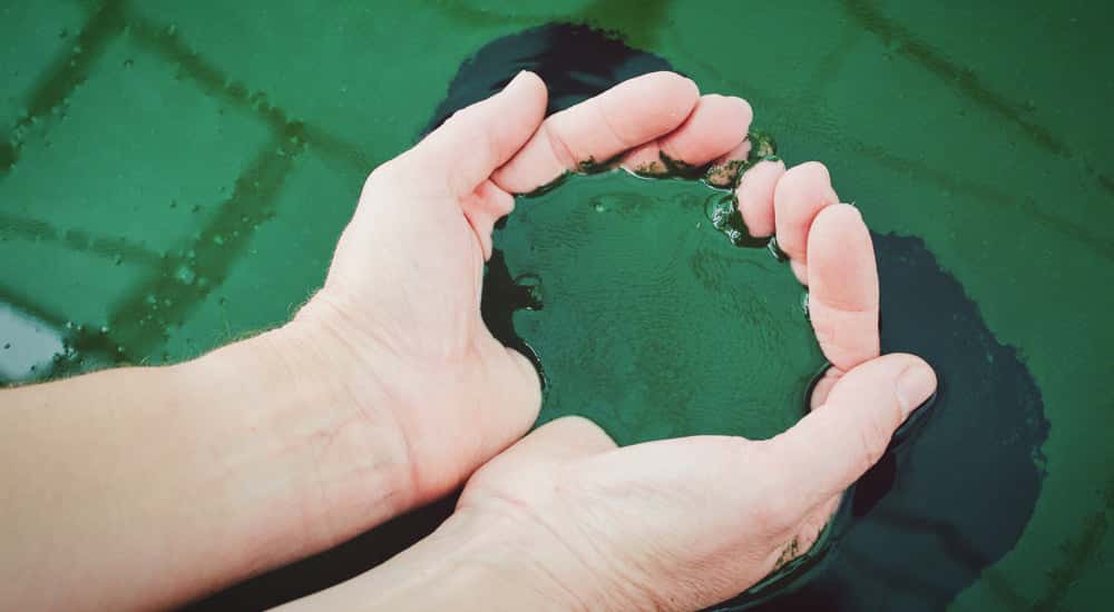 Superfoods - Spirulina