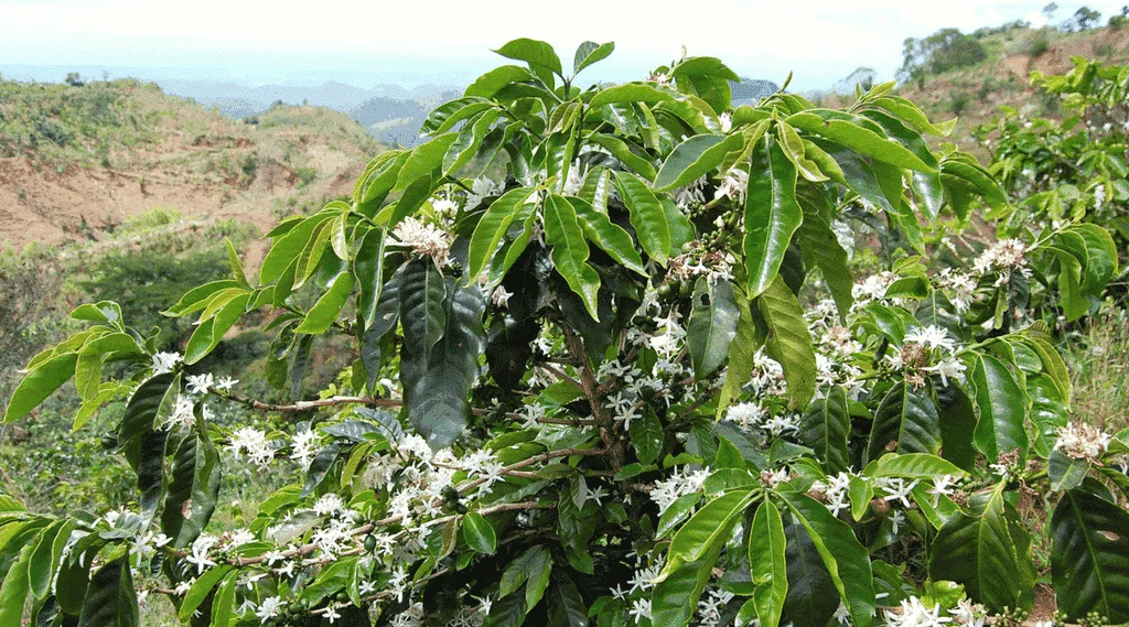 Kaffee in Puerto Rico