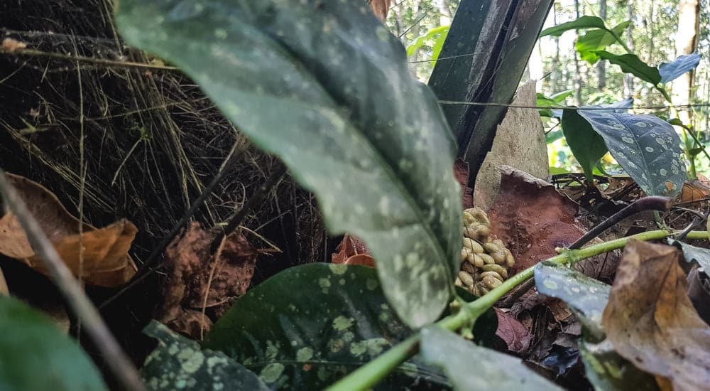 Kopi Luwak - Grüne verdaute Kaffeebohnen