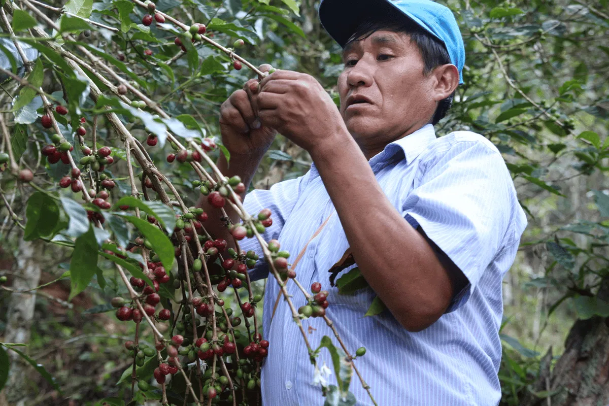 Nachhaltigkeit im Kaffeehandel