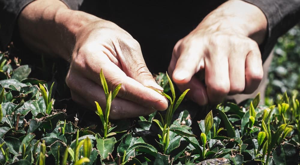 Teearten und Teesorten - Koffein