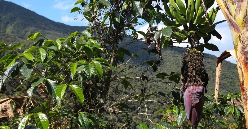 Peruanischer Kaffee aus Puno & Co: Kaffeevielfalt im Land der Inkas