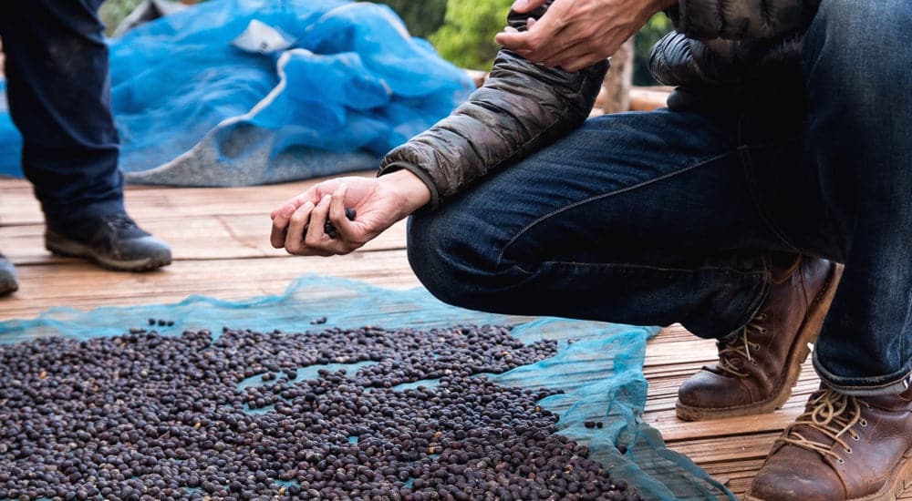 Specialty Coffee - Natural Aufbereitung