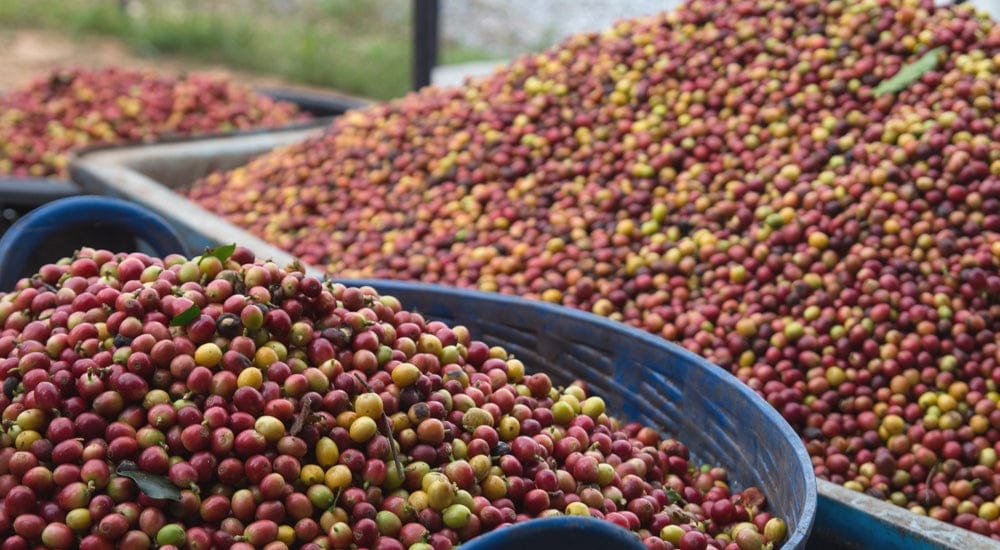 Kaffeekultur Asien - Arabica Kaffeekirschen