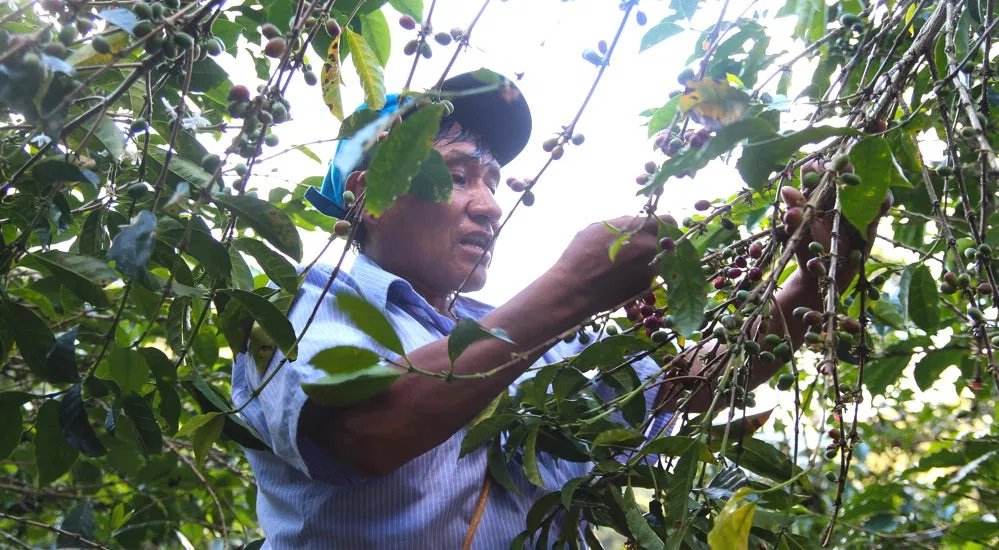 Puno Peru Kaffee - Hand Picking