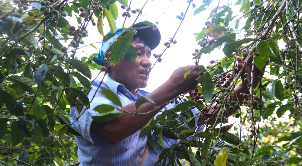 Puno Peru Kaffee - Hand Picking