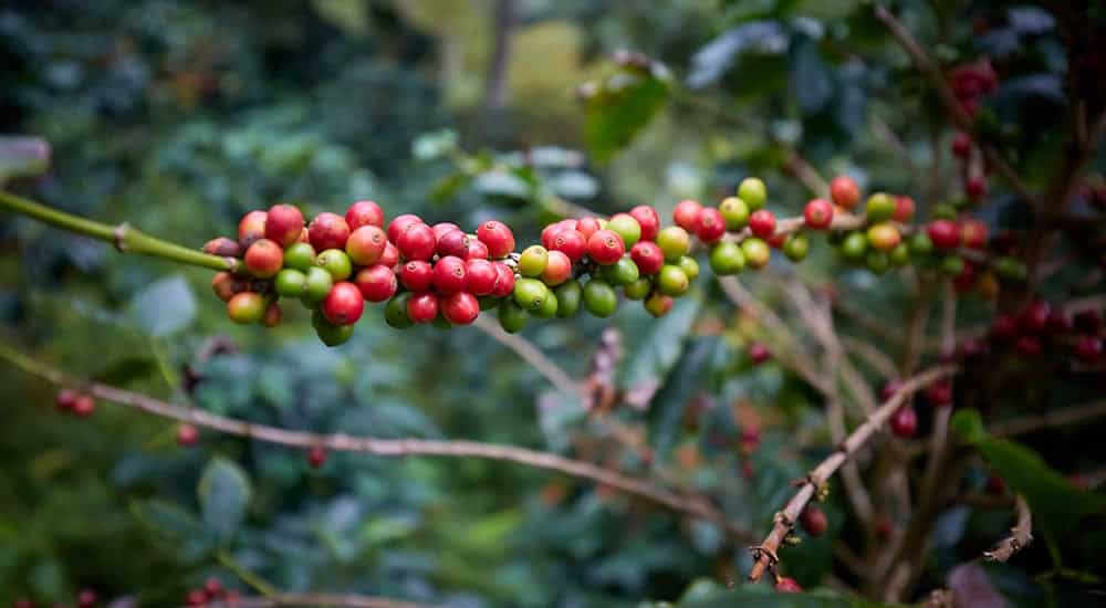 Kaffeeanbau in Kolumbien - Kaffeekirschen