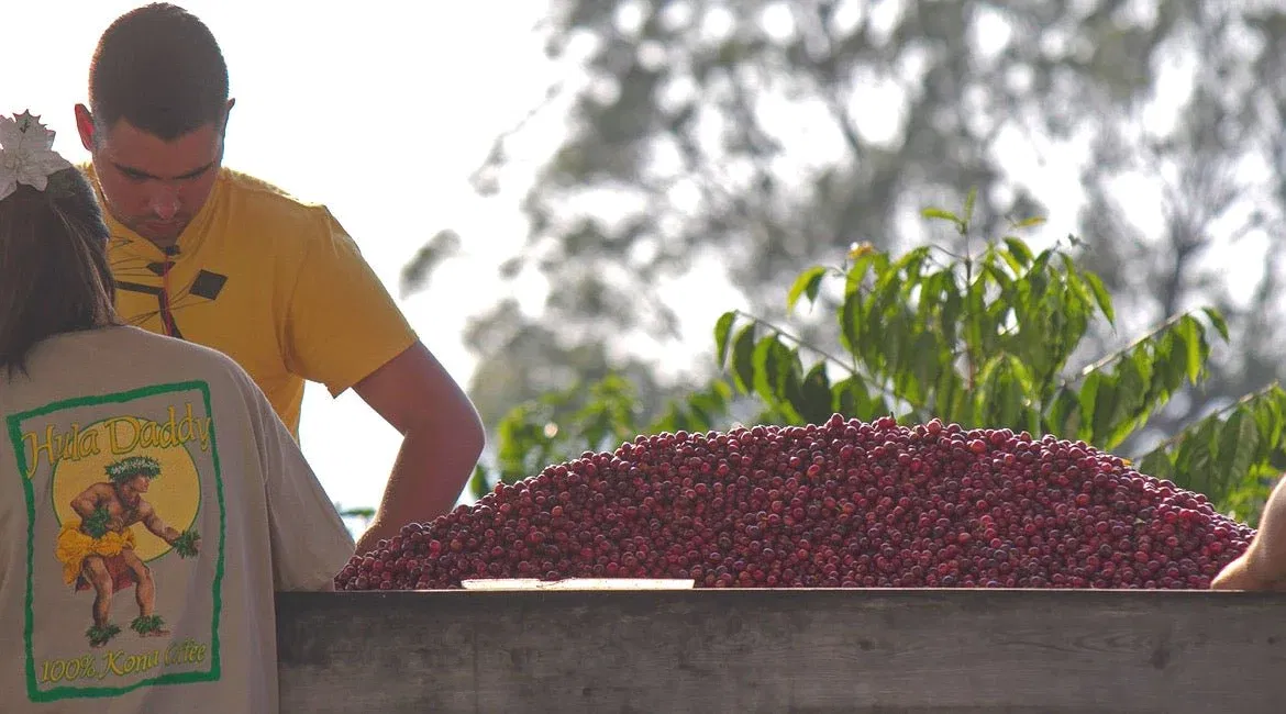Kona Kaffee: Alles über die prallen Luxus-Bohnen aus Hawaii