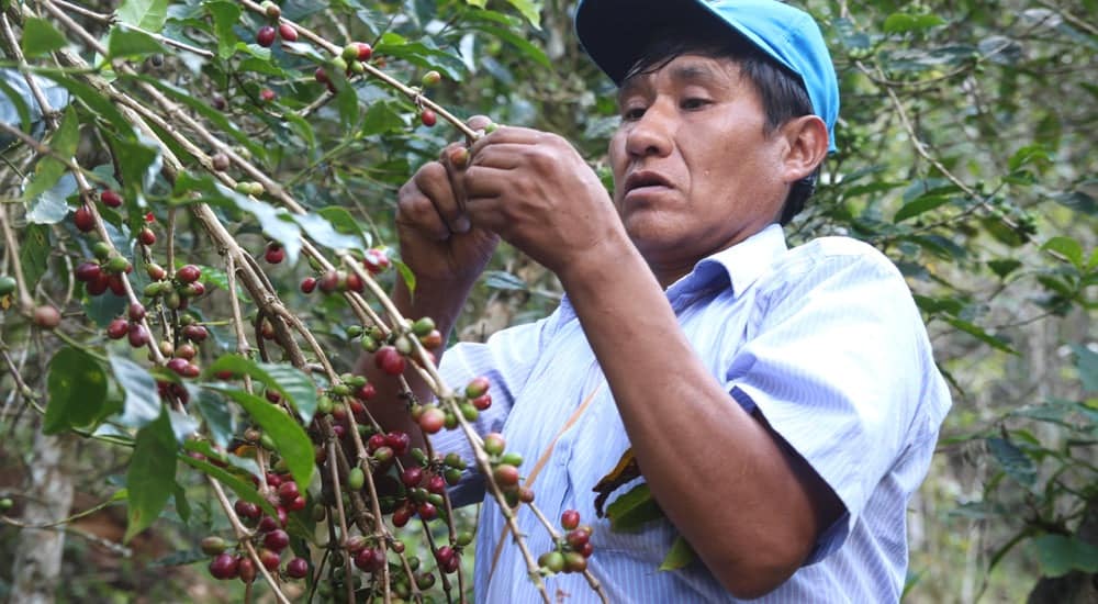 Bio Kaffee - Picking