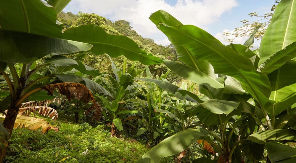 Kaffeeanbau in Kolumbien - Mischkultur