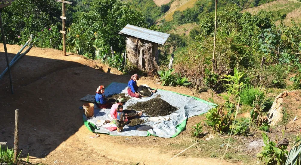 Teearten und Teesorten - Trocknen der Teeblätter