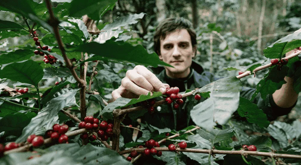 Kaffeekirschen im Anbaugebiet - Kaffeebauer