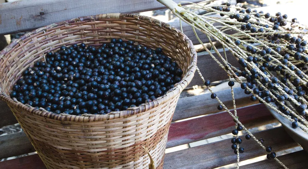 Superfoods - Acai Beeren