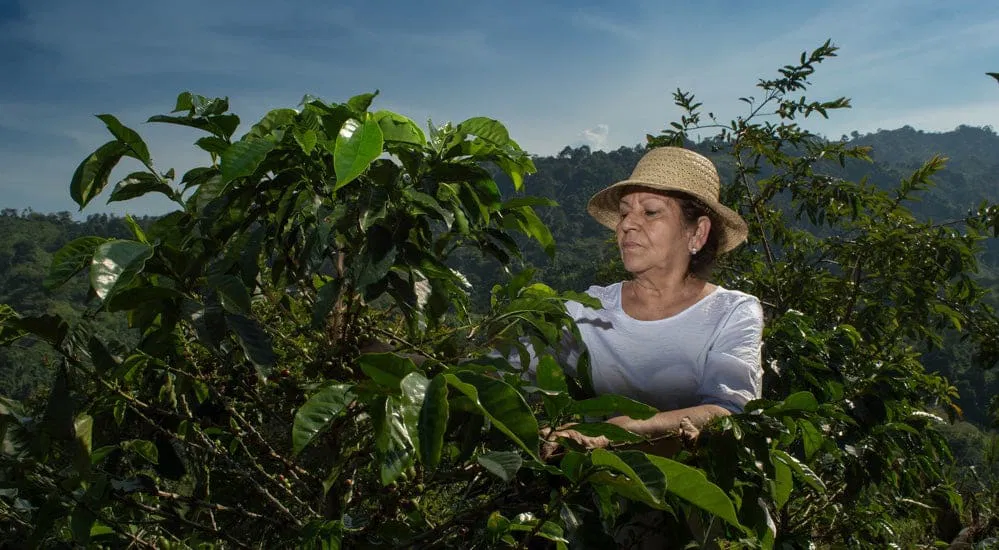 Kaffeegeschmack - Kleinbauern