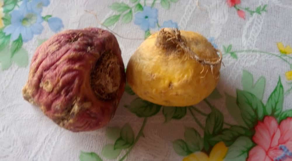 Superfoods - Maca