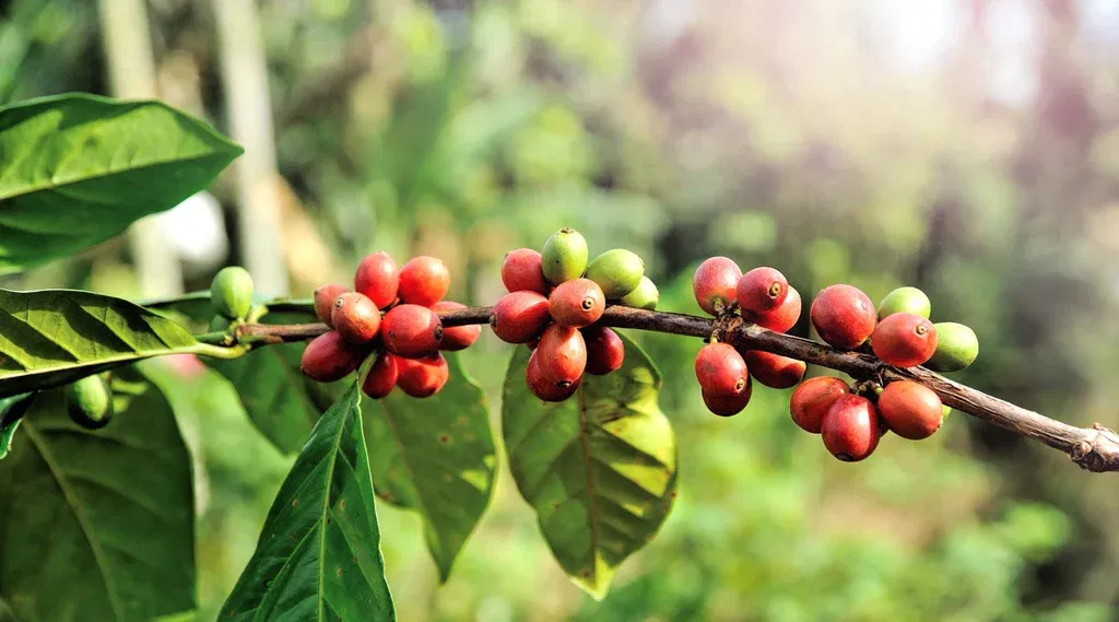 entkoffeinierter Kaffee in der Natur ist ein Traum