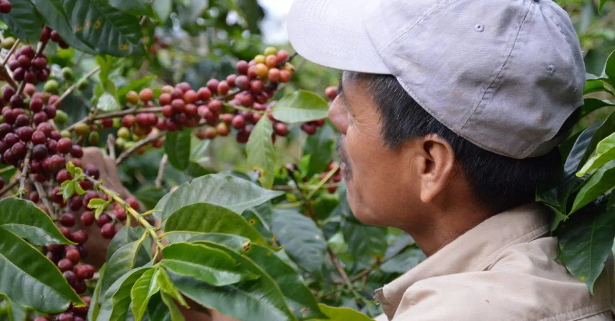 Mexiko Kaffee: Alles über Direct Trade und unsere Kaffeetour in Chiapas